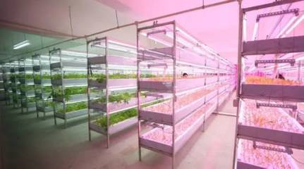 植物工廠與內陸水產養(yǎng)殖 未來農業(yè)的新趨勢