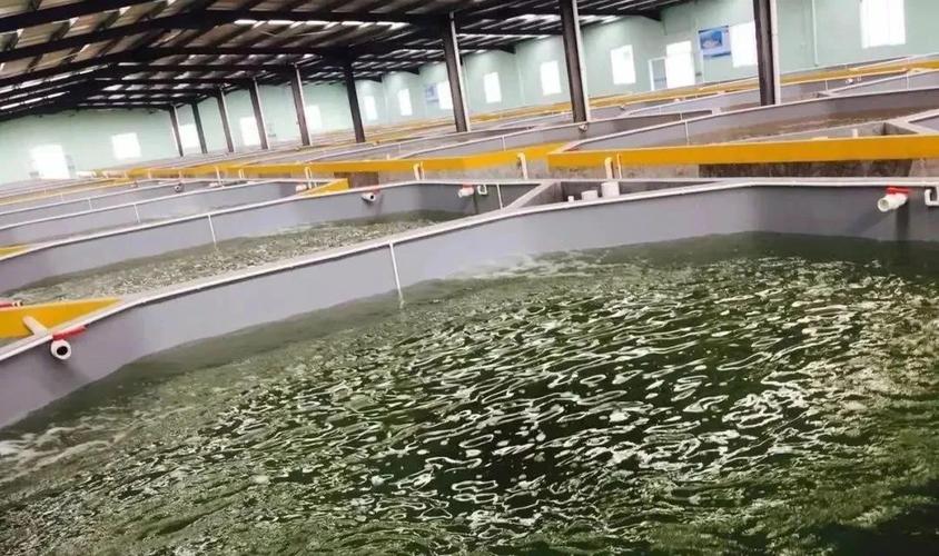 從源頭到餐桌 工廠化水產養殖尾水處理技術進展與內陸養殖銷售新格局
