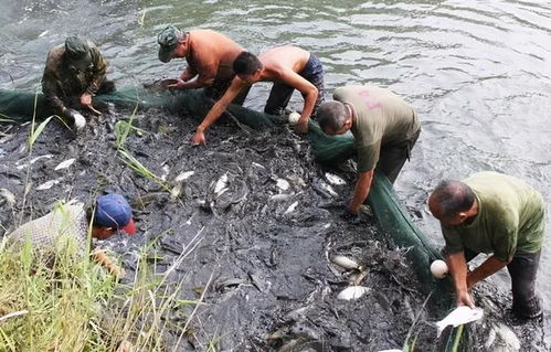 水產養殖冬季管理 內陸養殖銷售的關鍵攻堅期