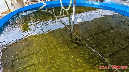 南陽鎮 特色養殖有“錢”景，內陸水產養殖拓寬致富路